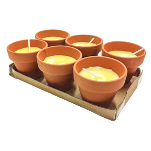 Citronella in Coccio Pollicino 7XH6 cm 6 PZ