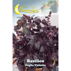 Semi Orto Basilico 'Foglia Violetta'