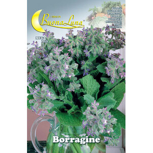 Semi Orto Borragine