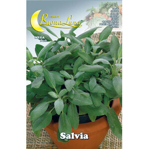 Semi Orto Salvia