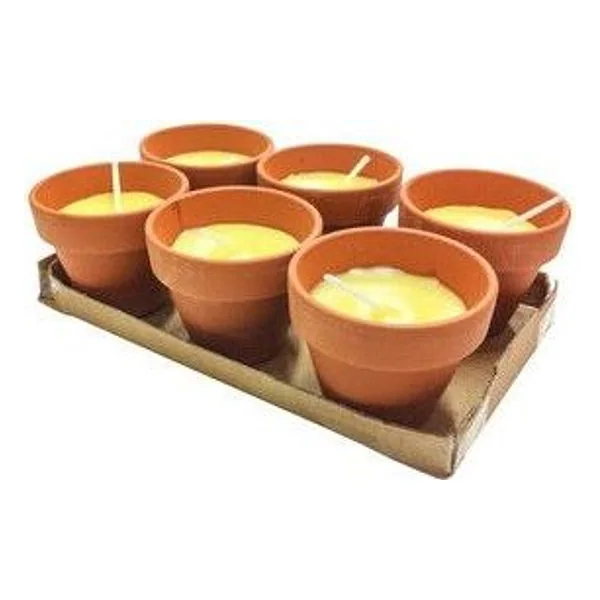 Citronella in Coccio Pollicino 7XH6 cm 6 PZ – cod. CPD46410
