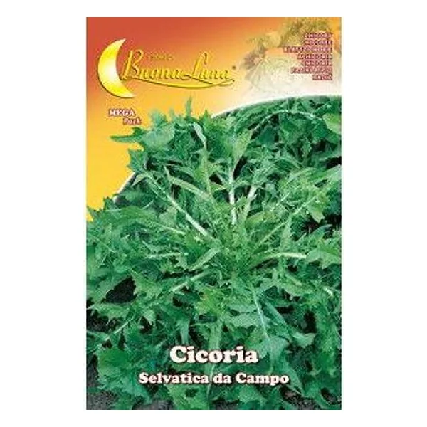 Semi Orto Cicoria Selvatica – cod. CPD92528
