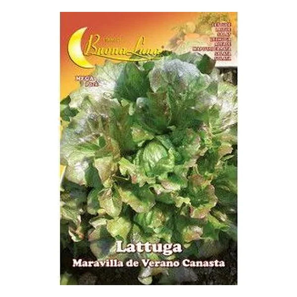 Semi Orto Lattuga Canasta – cod. CPD92529